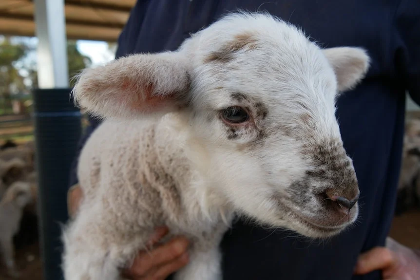 A white lamb with a black speckled face close up.