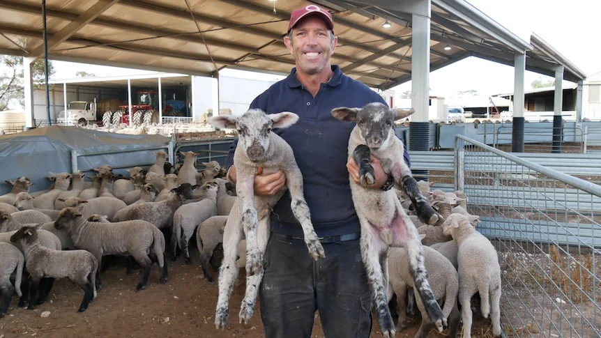 A man with a red hat is smiling holding two black and white speckled sheep.