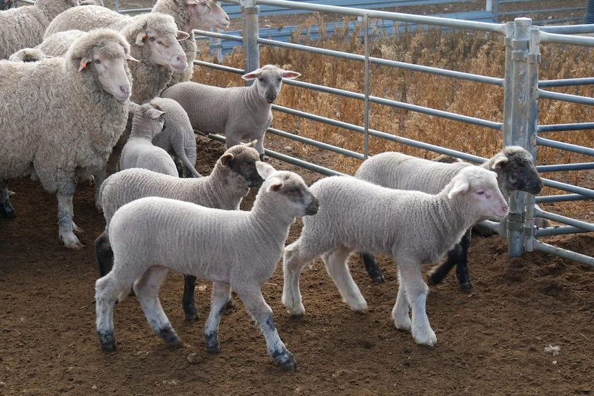 A group of lambs and sheep walk past a metal fence.