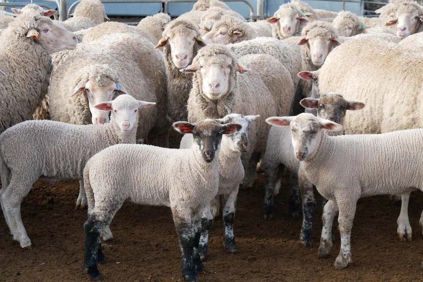 A group of sheep and lambs stand together and look at the camera.