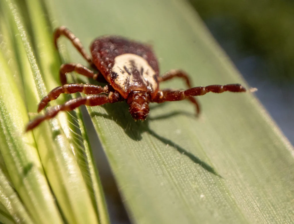 What to know as ticks spread to new regions and bring new threats