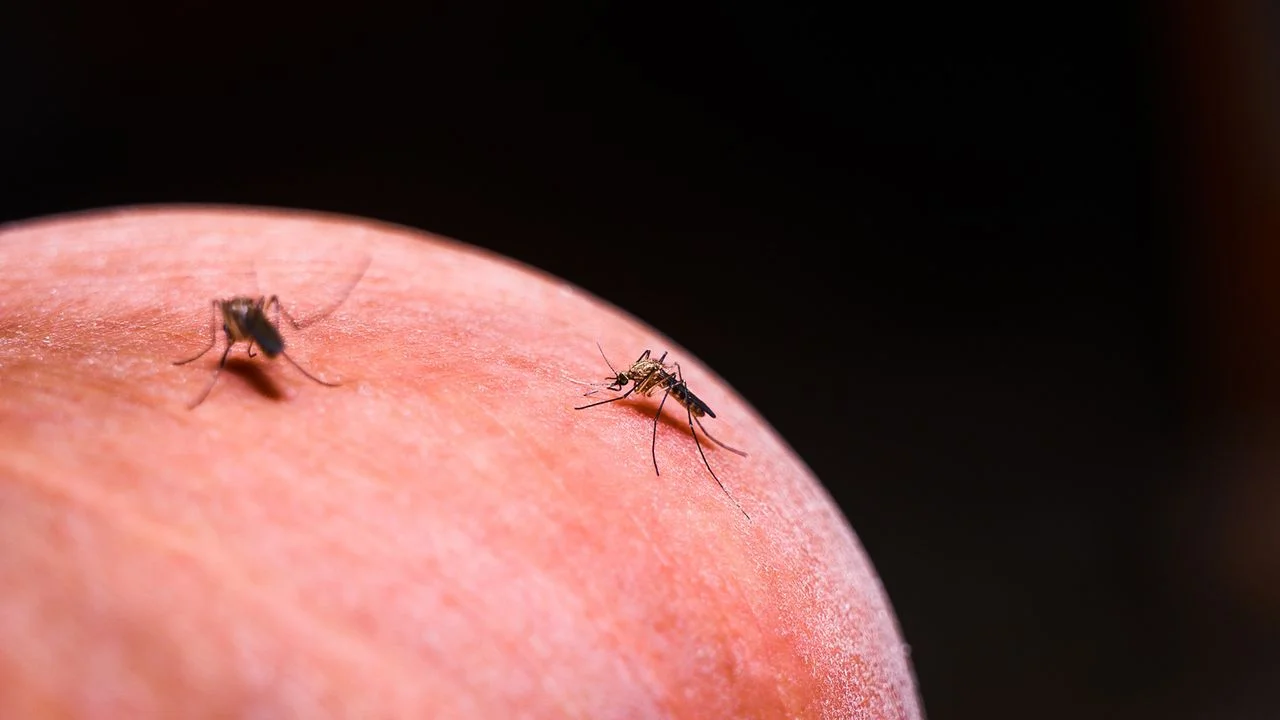 Malaria had nearly been eliminated around a giant dam in the Amazon — but then it came roaring back. Experts just discovered why.