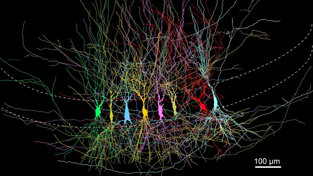 We remember little to nothing of early childhood — and a recent mouse study may help explain why