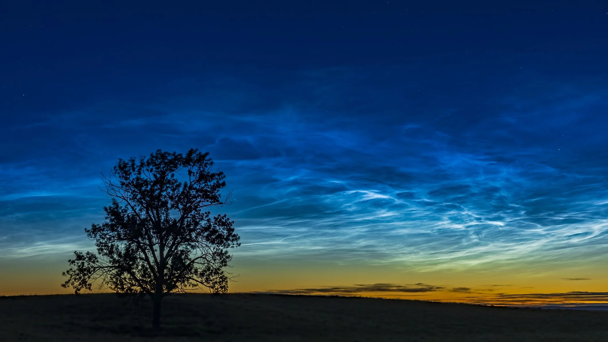 tree silhouette against backdrop of noctilucent clouds shining bright high in the summer sky.
