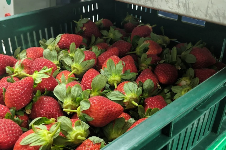Strawberries in a tray.