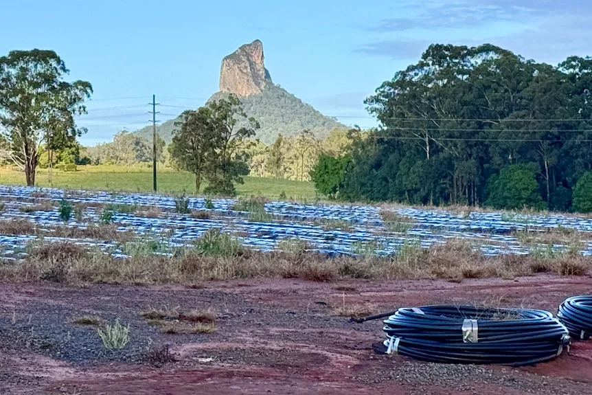 Rolls of abandoned irrigation polypipe. Raised strawberry beds with grass growing through the plastic. Mount Coonowrin.
