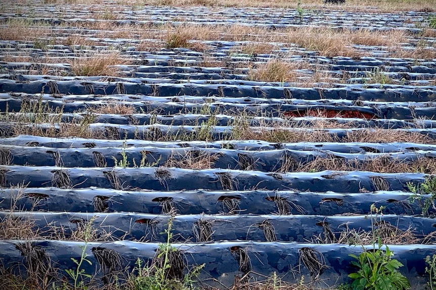 A close up of abandoned strawberry rows, covered in plastic and riddled with weeds.