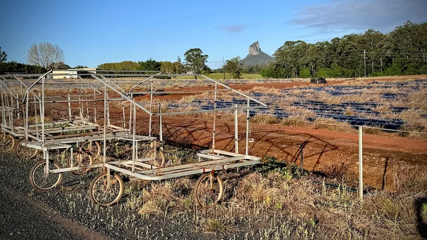 Rusty strawberry picking carts with an abandoned strawberry field and rows of black plastic behind them.