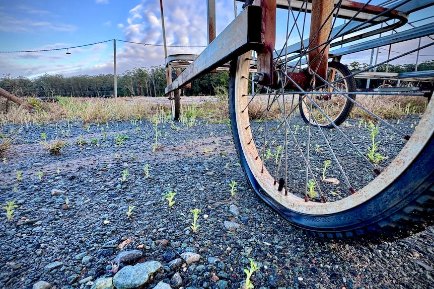 A flat tyre on the frame of a rusty abandoned strawberry picking cart, parked on gravel.