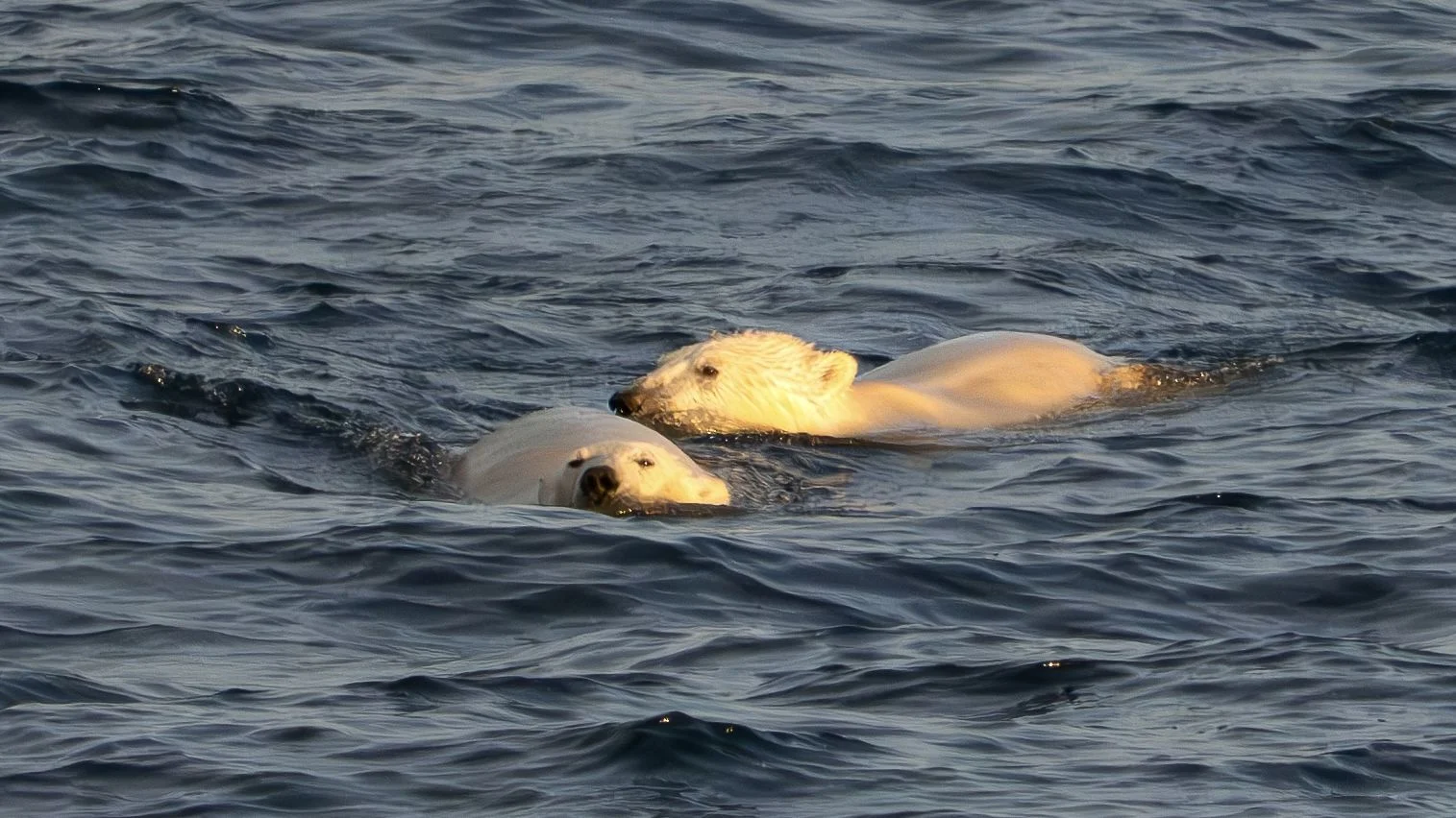 two polar bears swimmingly close together bathed in the golden glow of sunlight