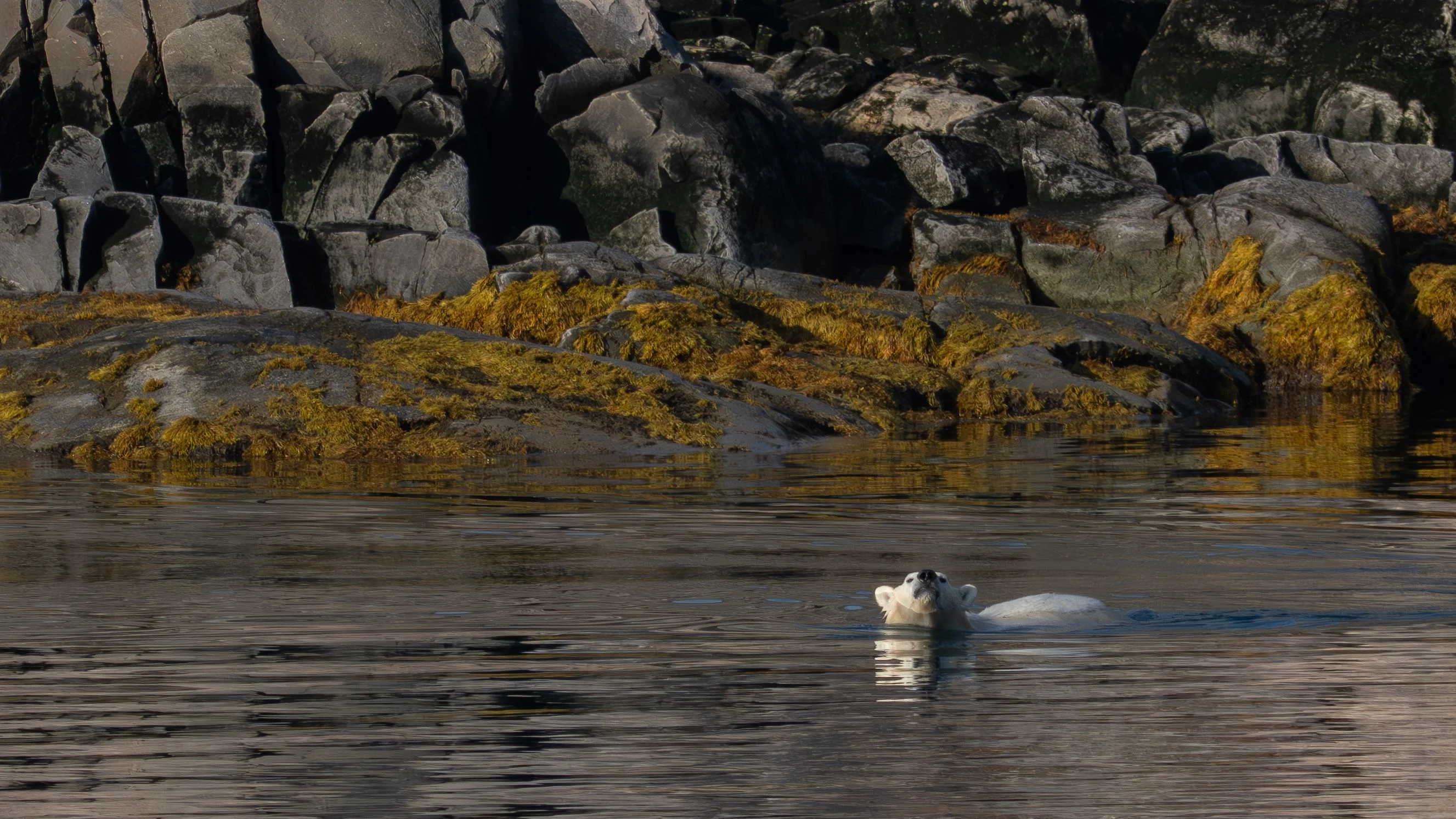 a lone polar bear sniffs the air.