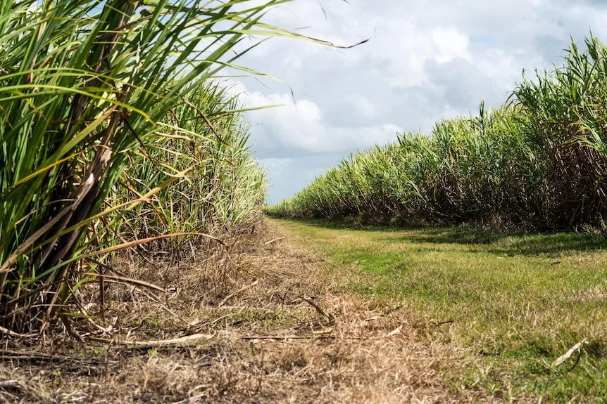 Rows of sugarcane.