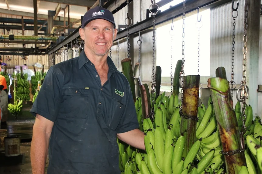 Banana farmer Adrian Crema standing in packing shed next to bunches of bananas.