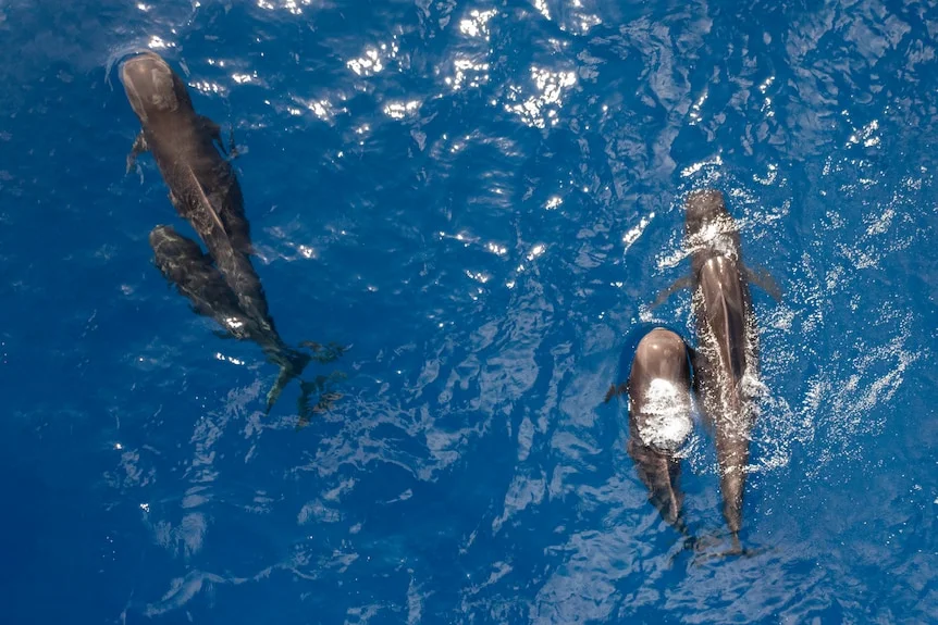 An aerial shot of whales in blue rippling water.