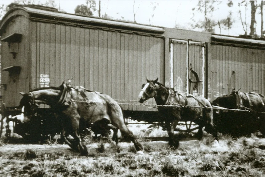 A black-and-white photo of horses pulling something out of sight in front of a train wagon.