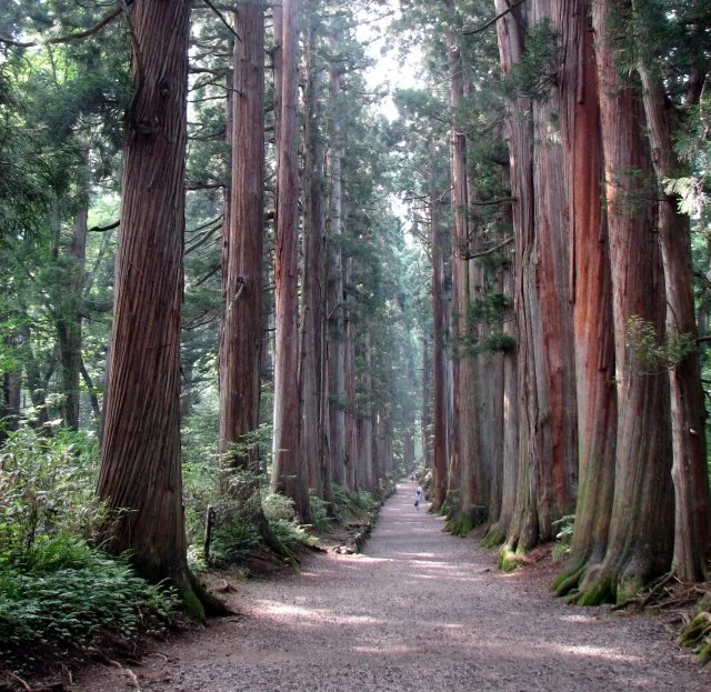 Earth’s oldest trees reveal history’s strongest solar storms