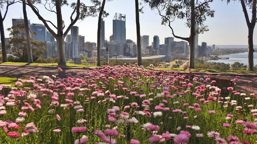 Pink and white flowers bloom in a park with the skyline of Perth in the background