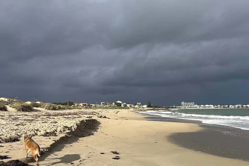 a dog walks on a beach beneath grey skies