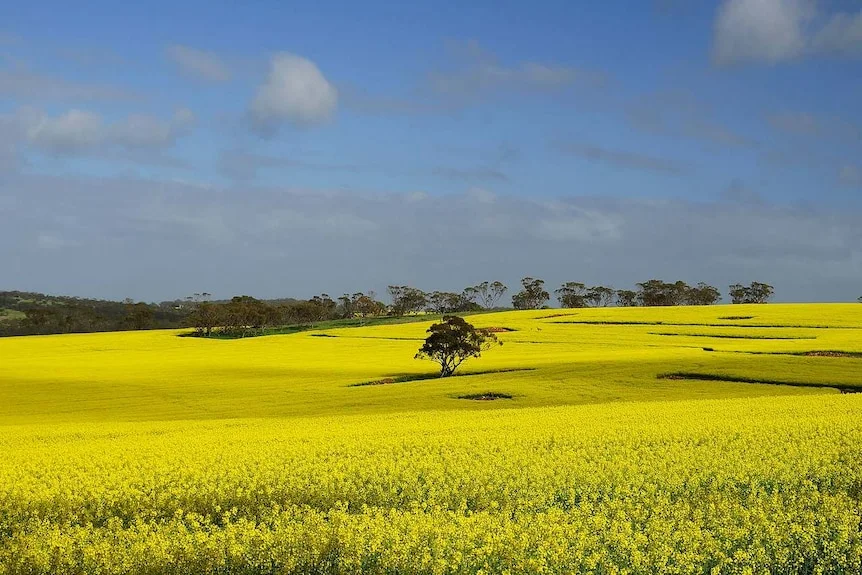 Yellow flowers are seen in a field dotted with trees.