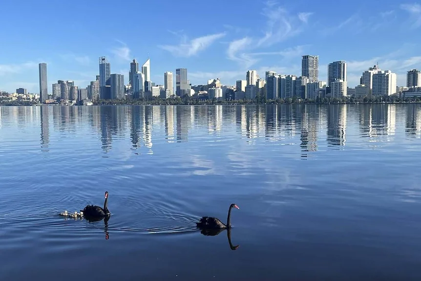 Two black swans and three grey cygnets swim in a river with the reflection of the skyline of the City of Perth