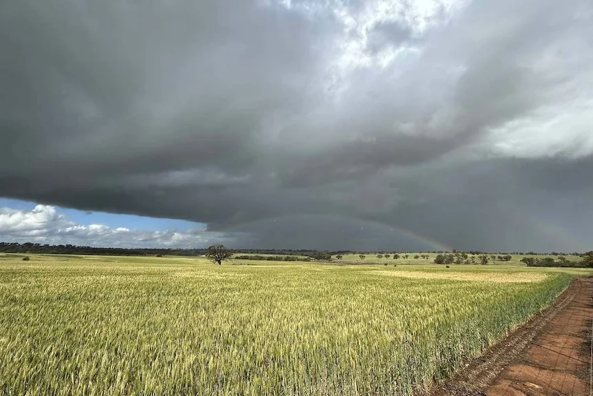 A sky filled with grey clouds, and a faint rainbow, is seen above a field.