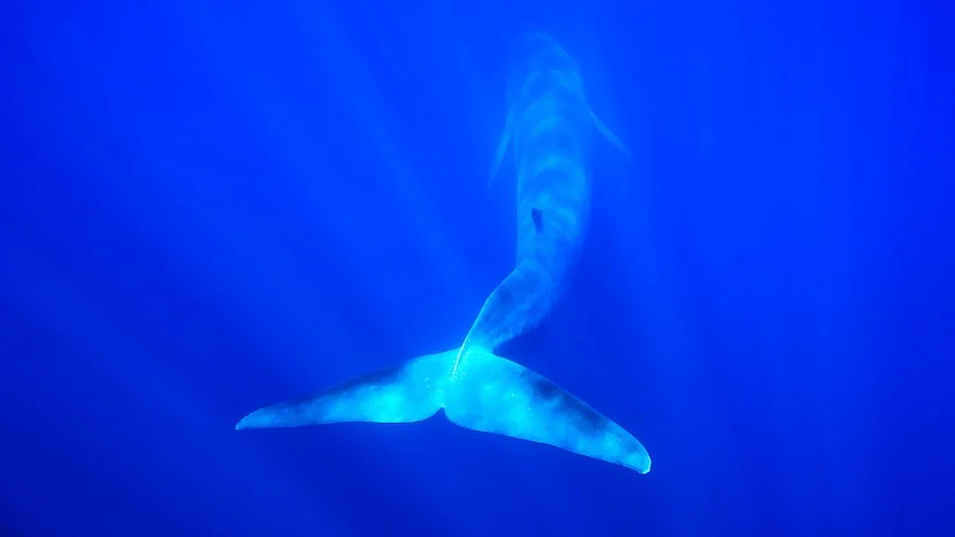A whale swims in deep blue ocean.