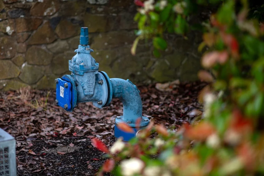 A blue water pipe near a tree is blocked off on a golf course.