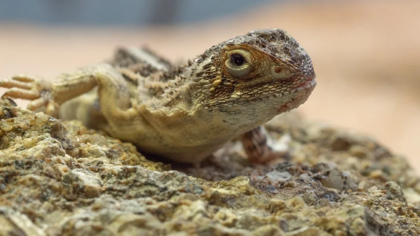 A small scaly earless dragon sits on a rock.