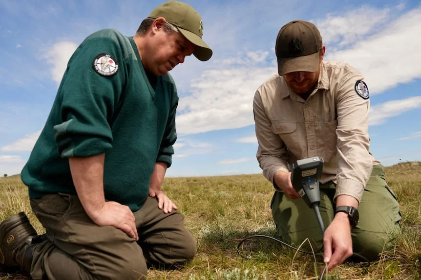 Two men kneeling in a paddock looking down at an endoscope one is using to look into a burrow under the ground.