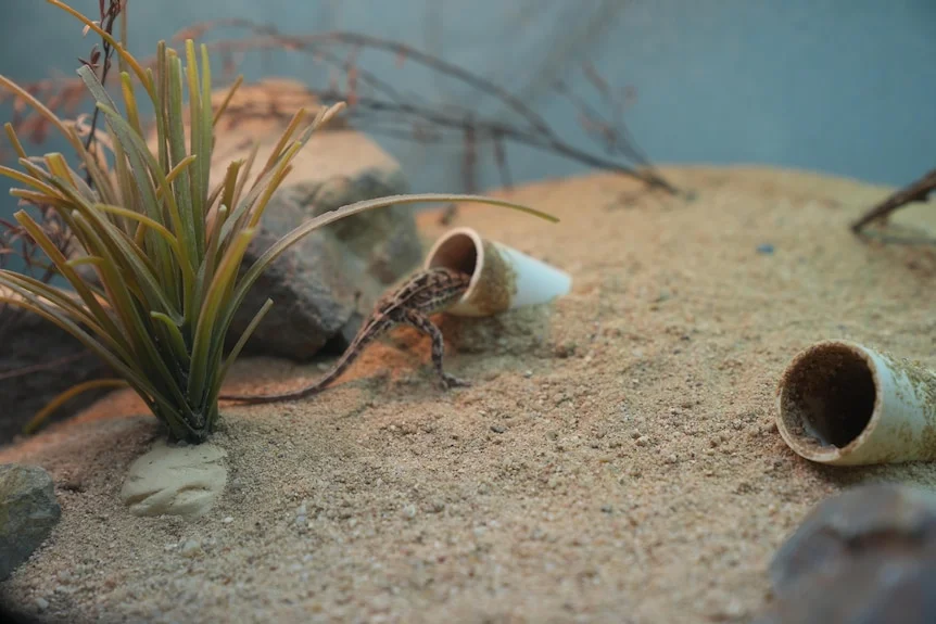 The backside of an earless dragon burrowing into a hole in the sand of an enclosure.