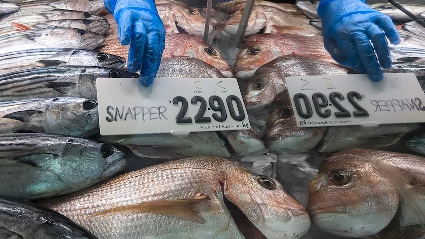 A hand in a blue glove puts a sign saying "snapper $22.90" on top of fish in a fridge display.