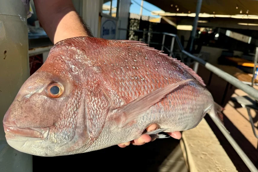 a freshly caught pink snapper