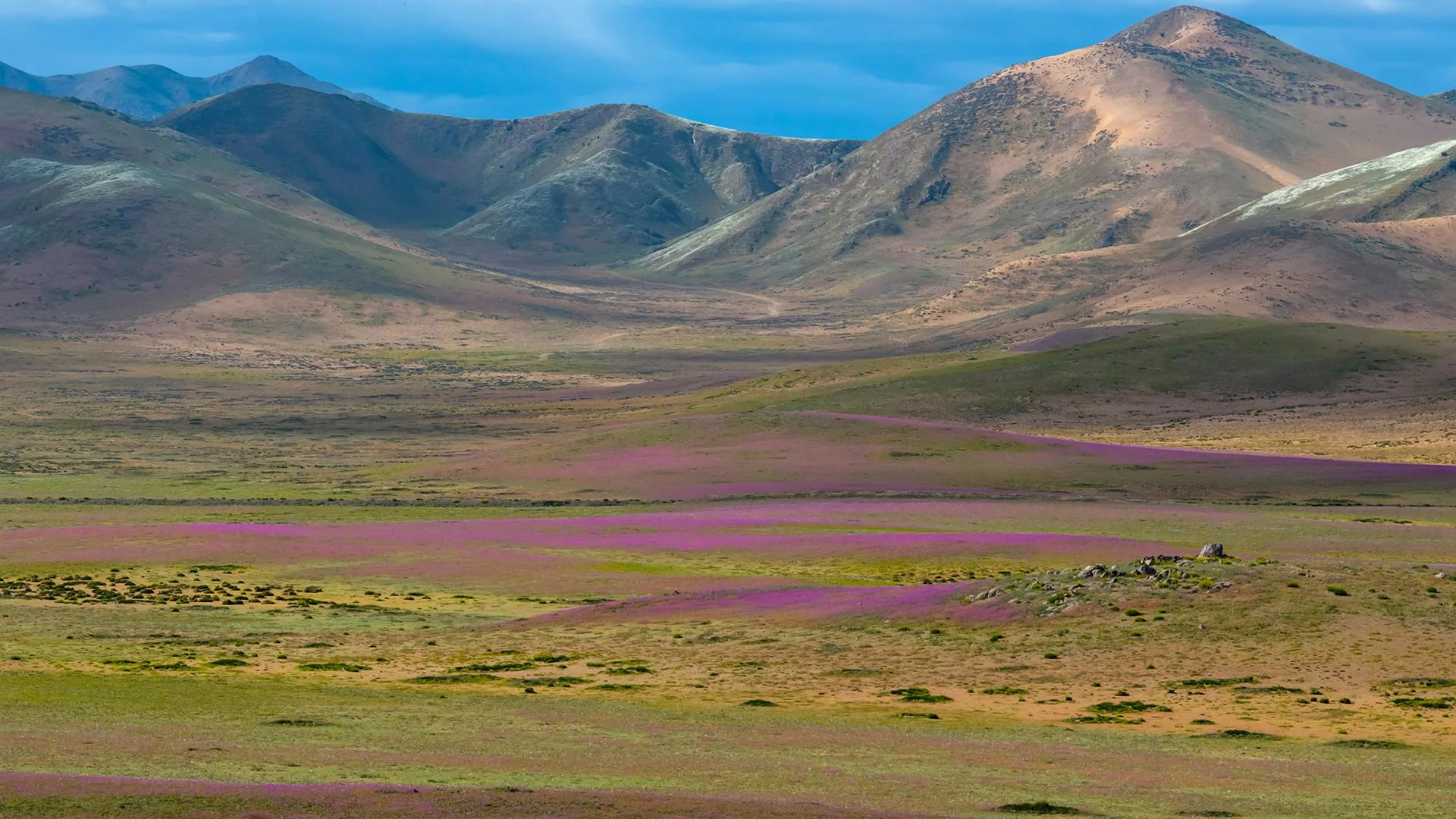 Colorful wildflowers bloom across Chile's Atacama Desert in wake of 'super' El Niño