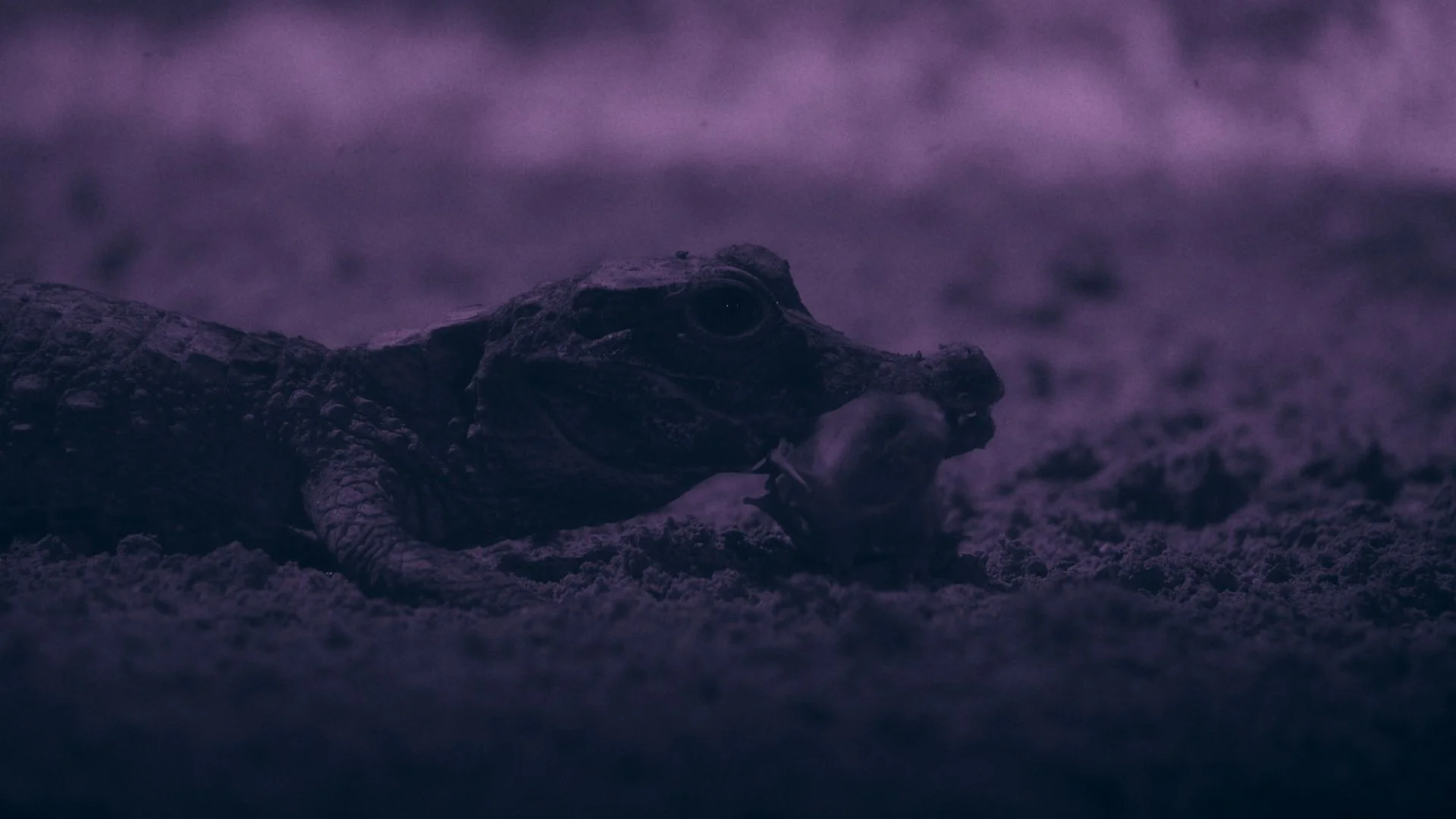 A still image of a dwarf crocodile with a bat in its mouth in the Abanda Caves of Gabon, taken from the National Geographic series