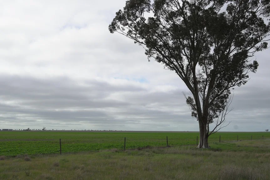 landscape pic of open land