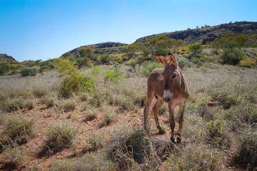 A wild donkey stands on a grassy, red dirt hillock.