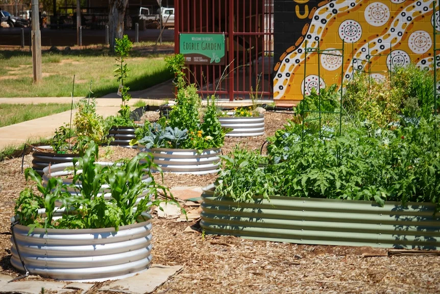 Green plants growing inside raised garden beds form an 'edible garden' veggie patch in a remote community.