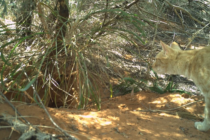 Orange cat standing outside enterance to bilby burrow.