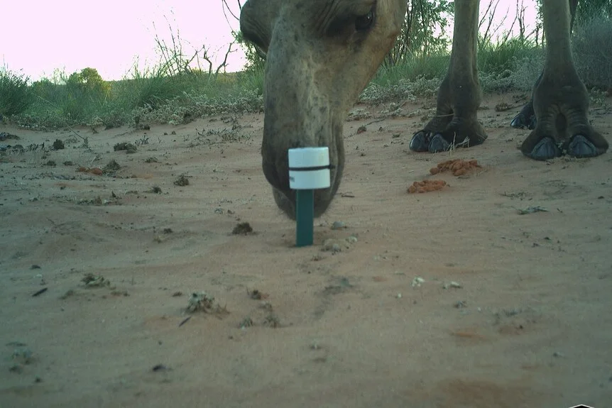 A camel sniffs at a small marker sticking out of the sand in a desert area.