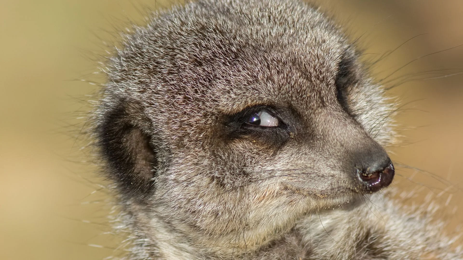 Do animals experience schadenfreude?