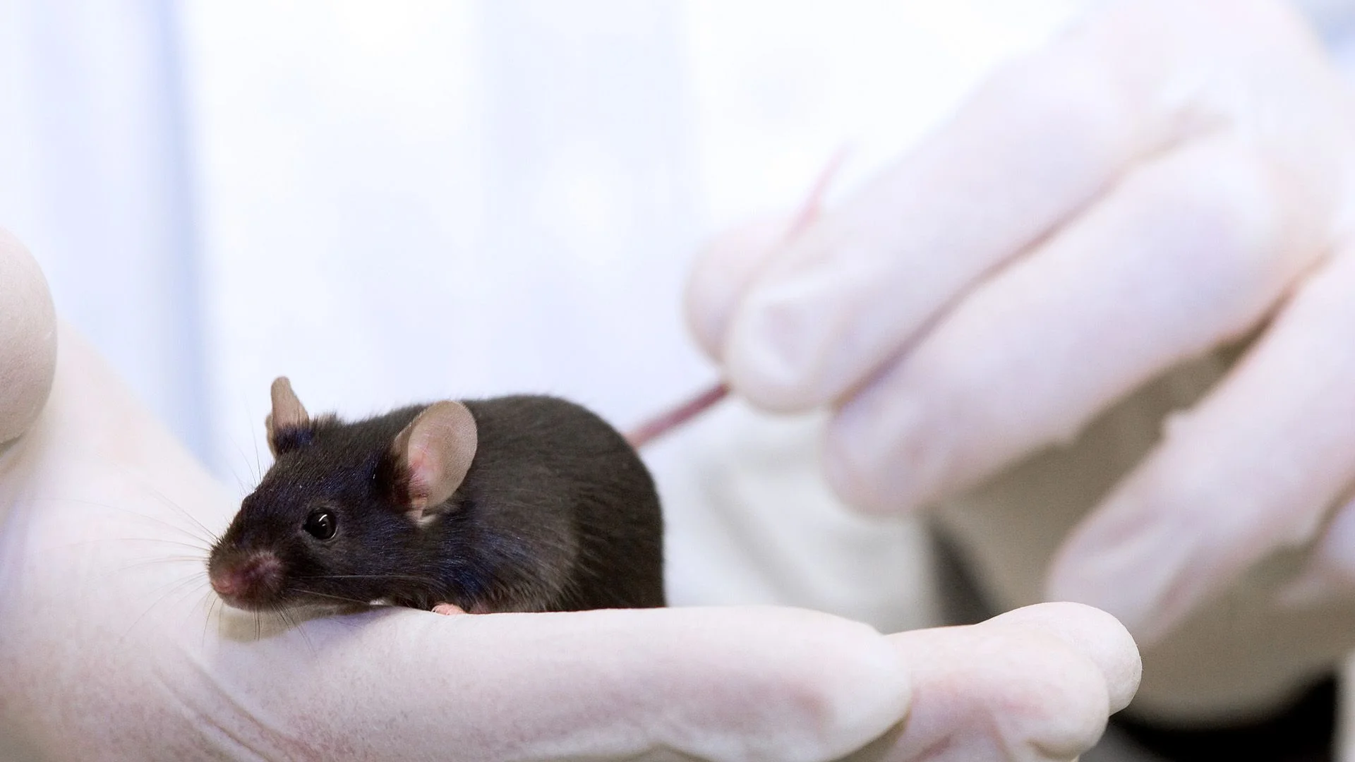 A small brown mouse sits in the palm of two white gloved hands.