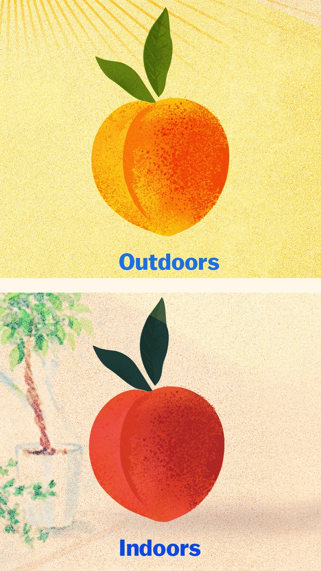 illustration of a peach in outdoor lighting and indoor lighting