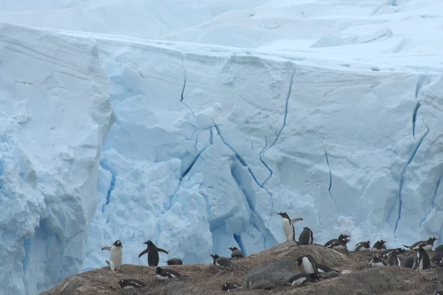 A penguin colony in an Antarctic landscape.