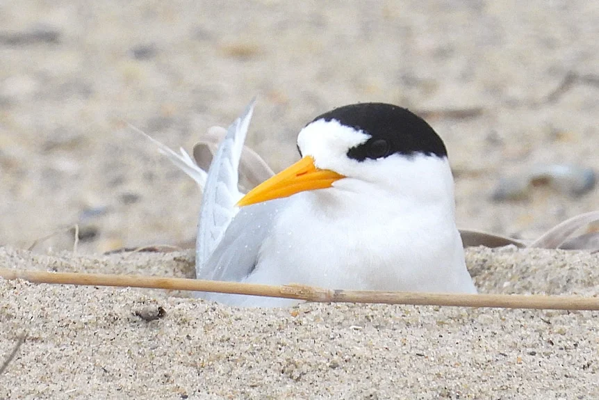 A bird in a shallow hole on a beach