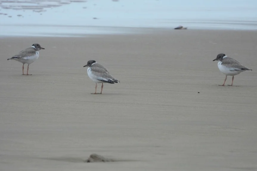 Three small birds on a beach