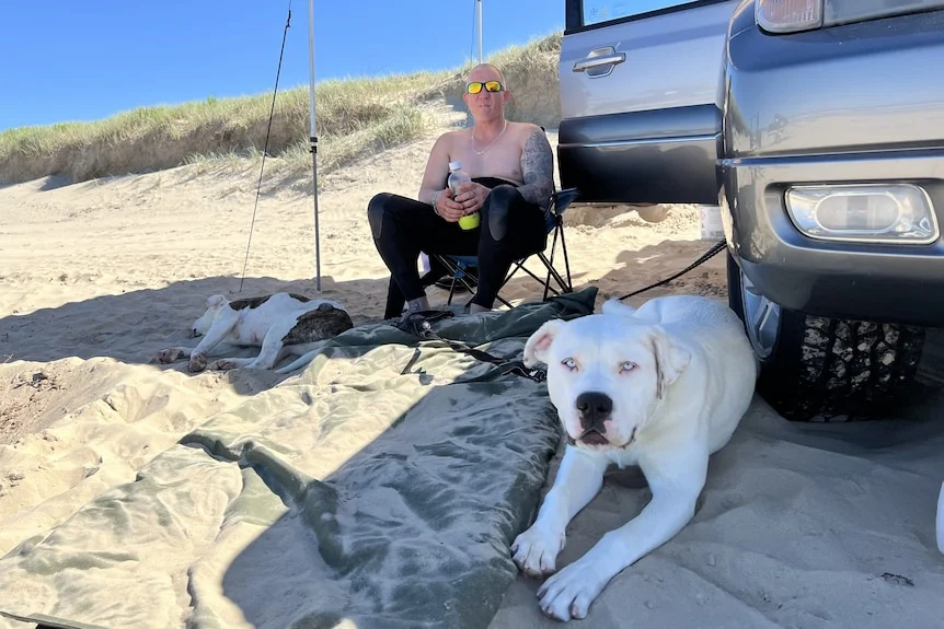 A man sits in chair with two dogs, under a canopy and next to a car on a beach