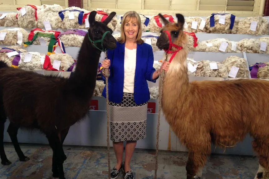 ABC weather presenter Jenny Woodward with two llamas at the Brisbane Ekka.