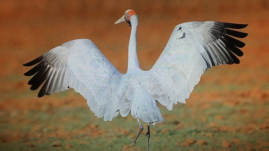 A brolga with its wings outstretched.