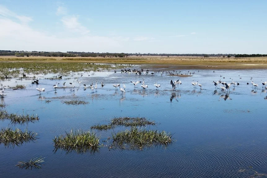 A flock of birds in a wetland area.