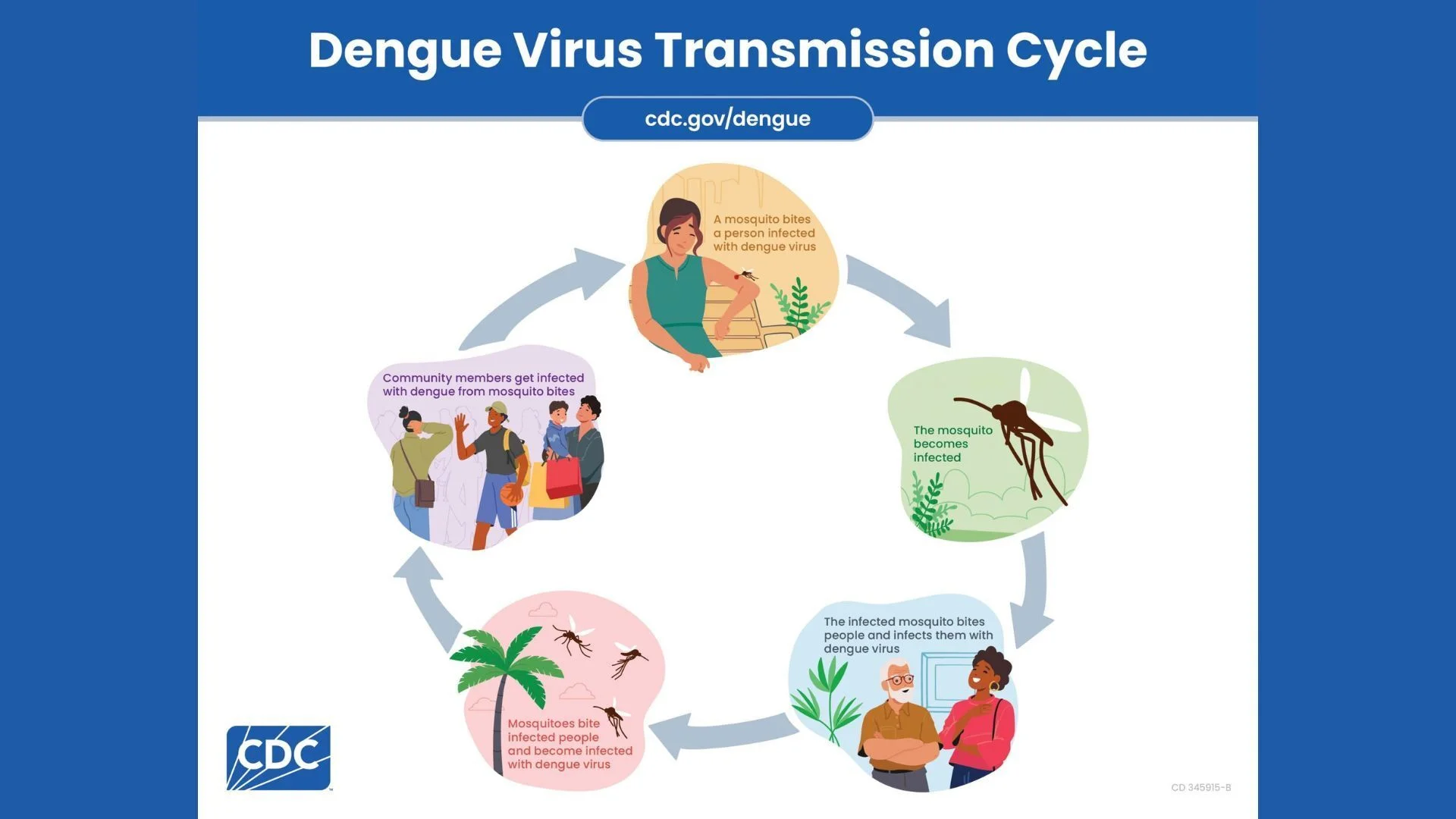 A diagram depicting how dengue spreading from mosquitoes to people